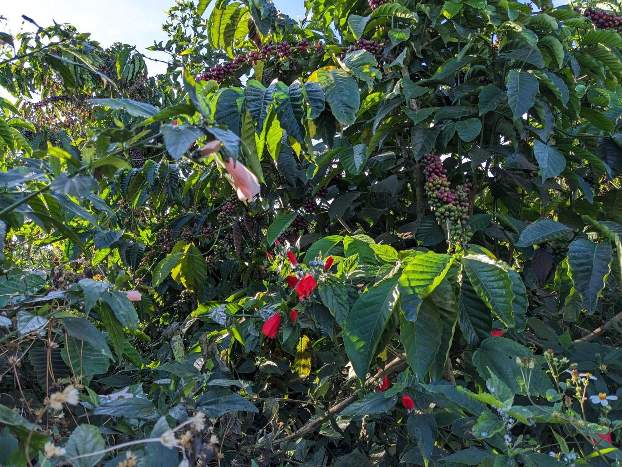 Ivy Coffee Farm - Garden House Apartment Duc Trong Екстериор снимка