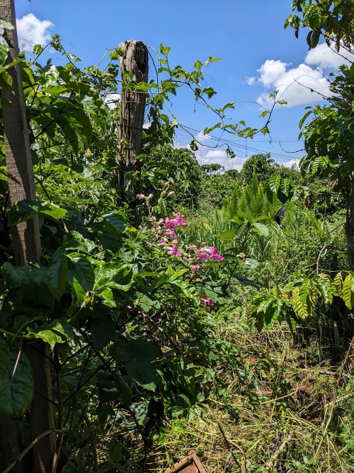Ivy Coffee Farm - Garden House Apartment Duc Trong Екстериор снимка