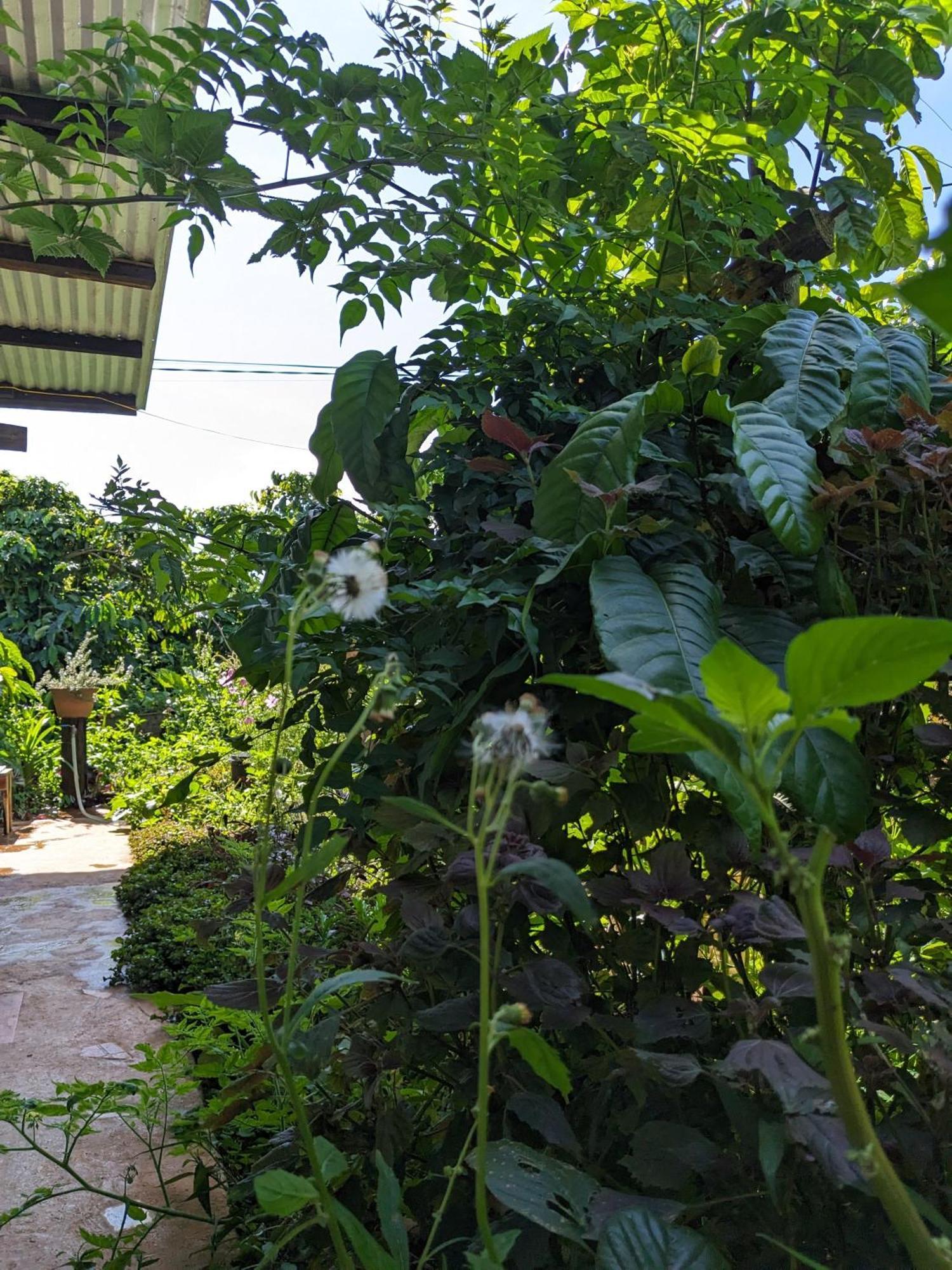 Ivy Coffee Farm - Garden House Apartment Duc Trong Екстериор снимка